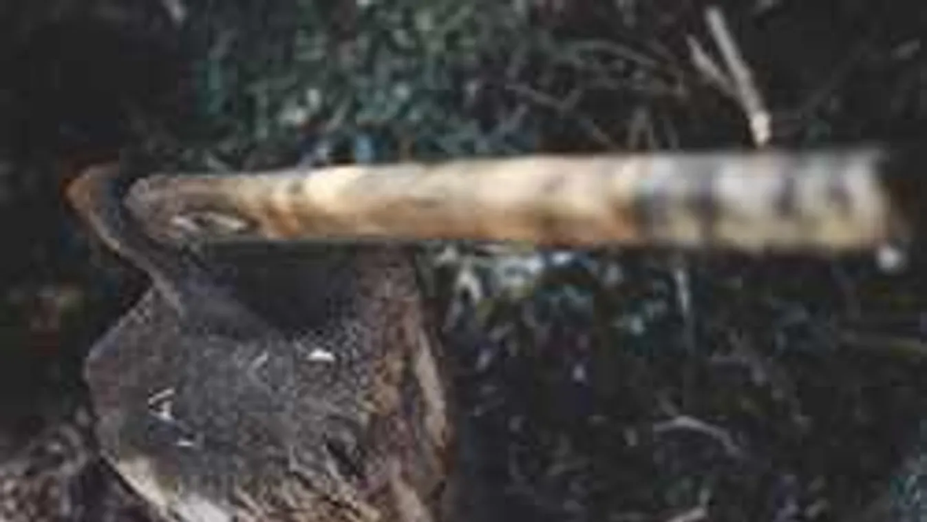 Döbbenet, miket mondott gyilkossággal gyanúsított apjáról a rendőröknek