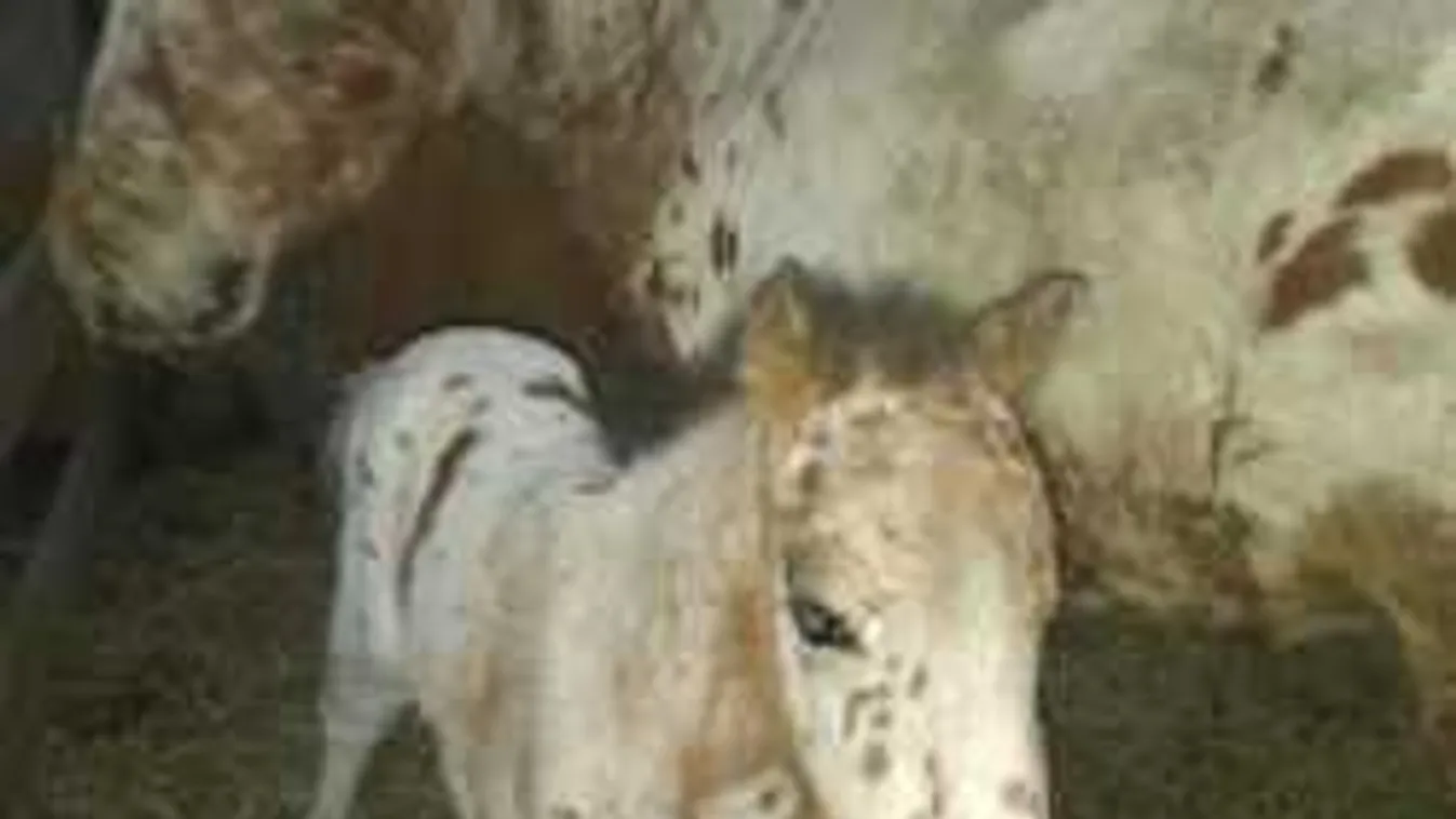 Ellopott pónilóra vadászik egész Pest megye