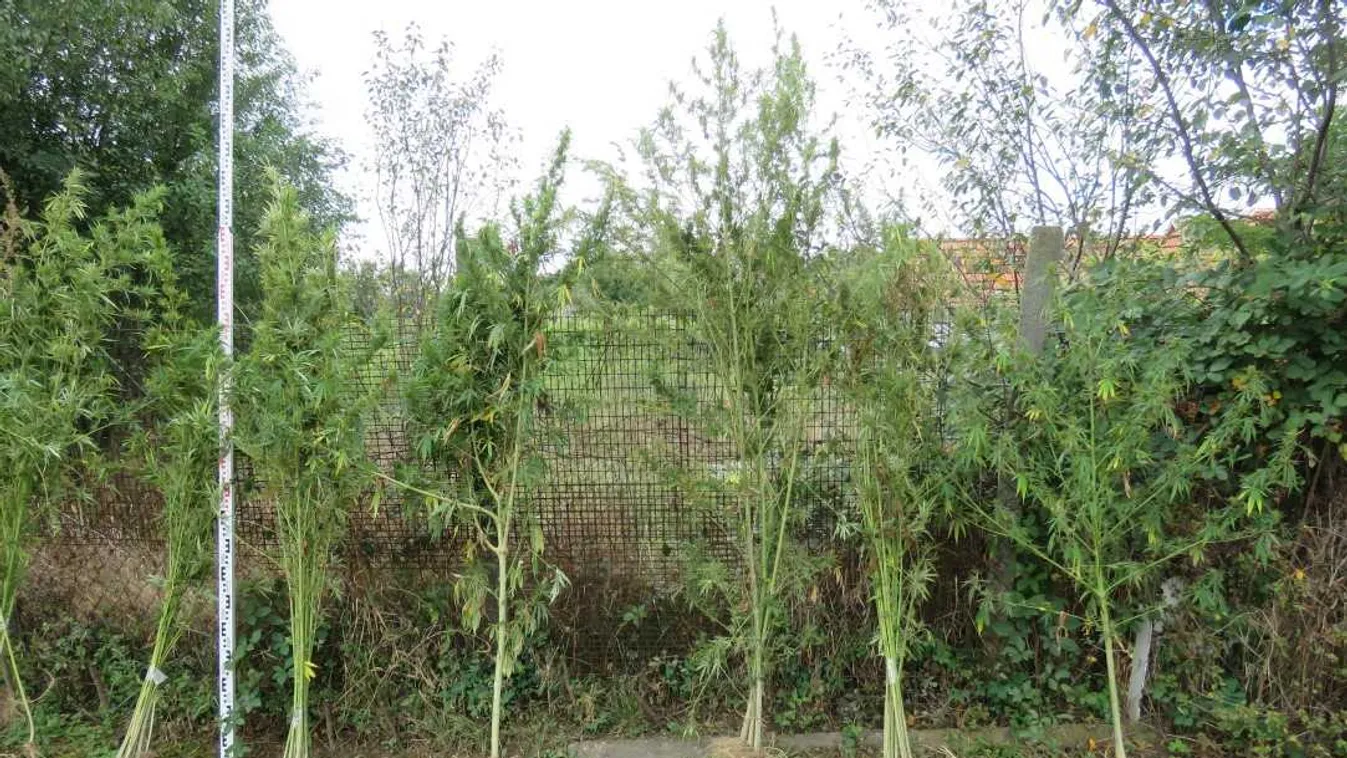 Döbbenetes: 40 kiló szárított kannabiszt találtak Dobozon – fotók