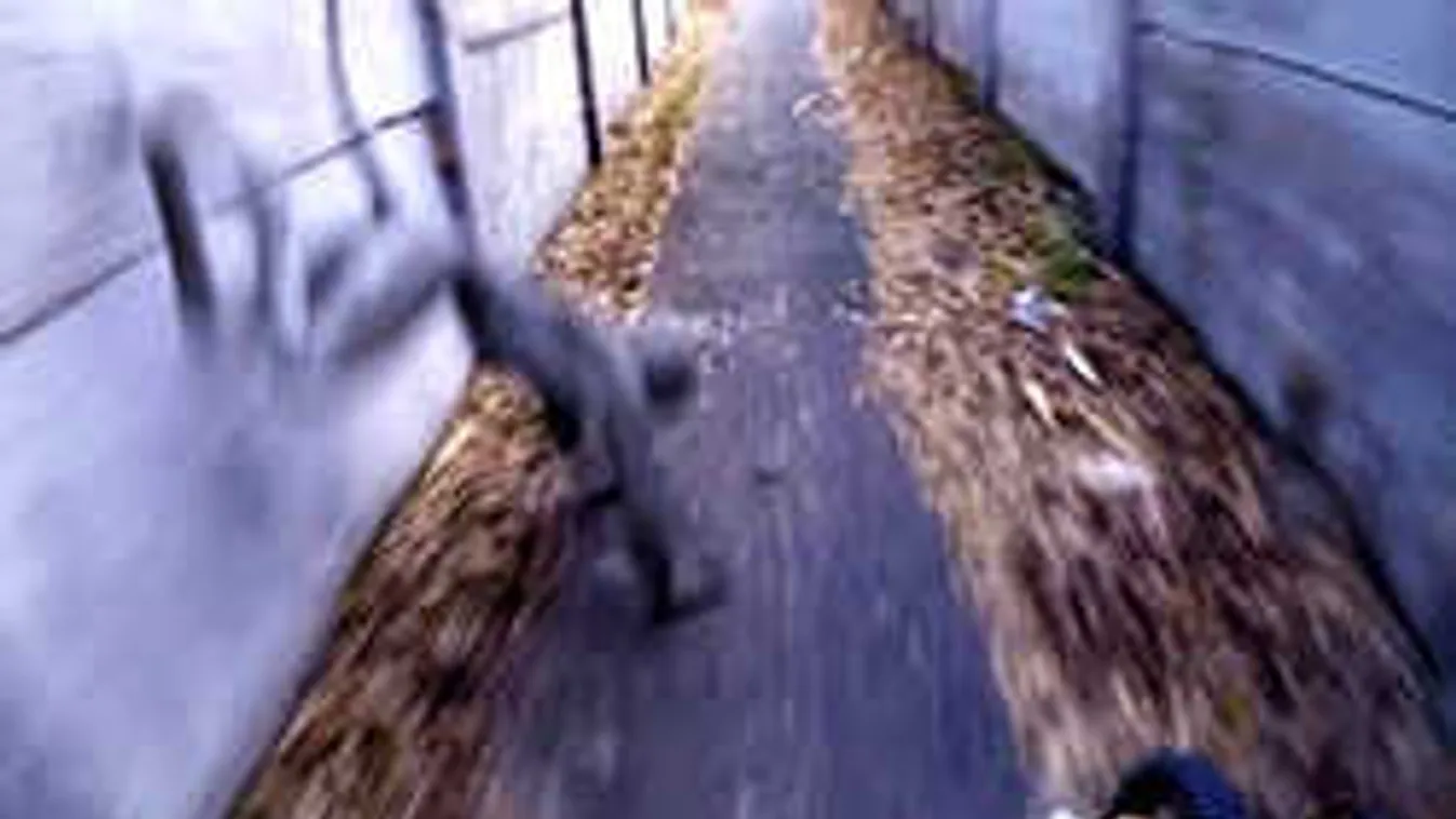 Groteszk lény ugrott egy magyar biciklis elé - a fejkamera mindent vett!