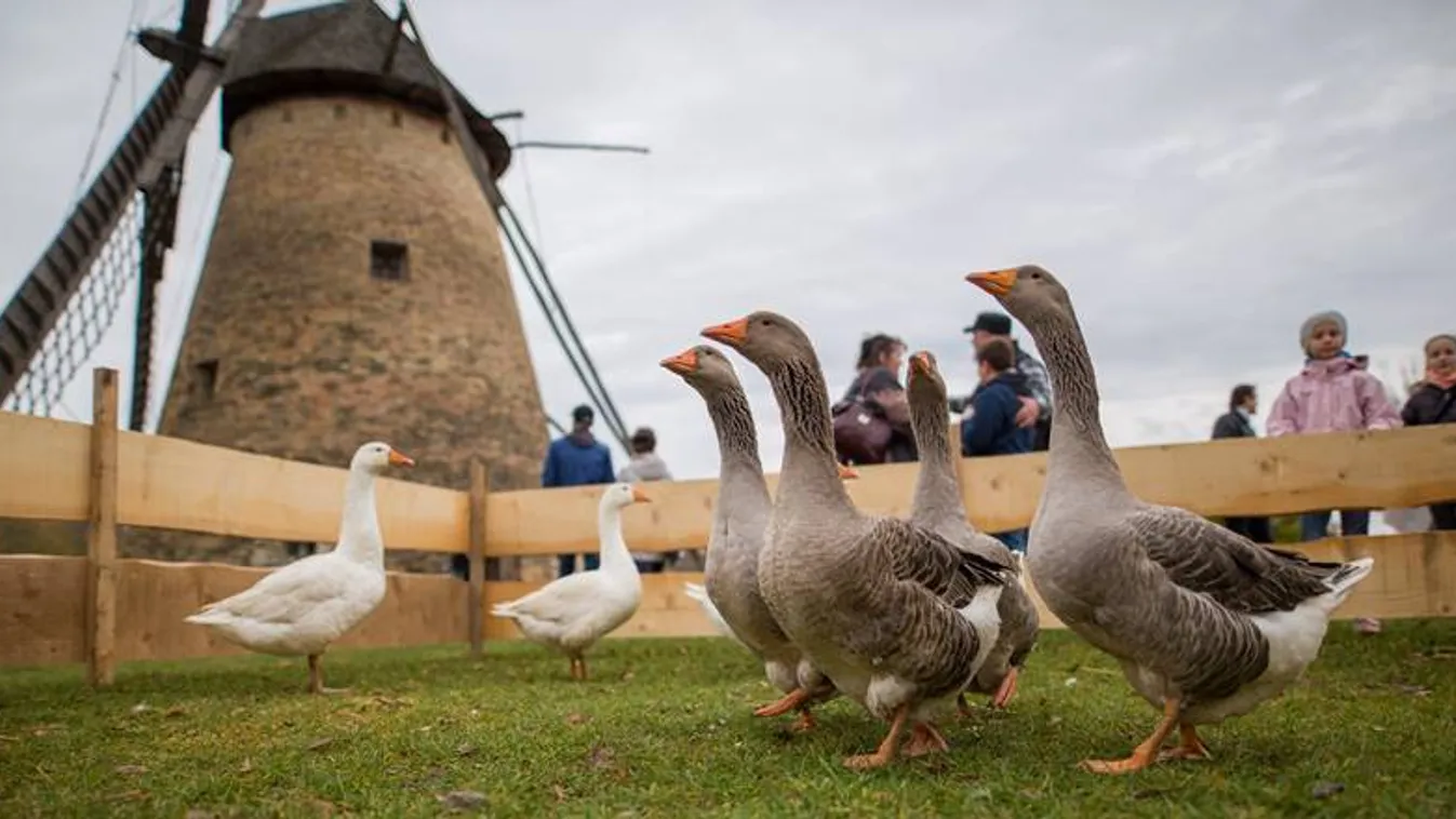 A Szent Márton-napi hagyományokat népszerűsíti a Magyar Turisztikai Ügynökség