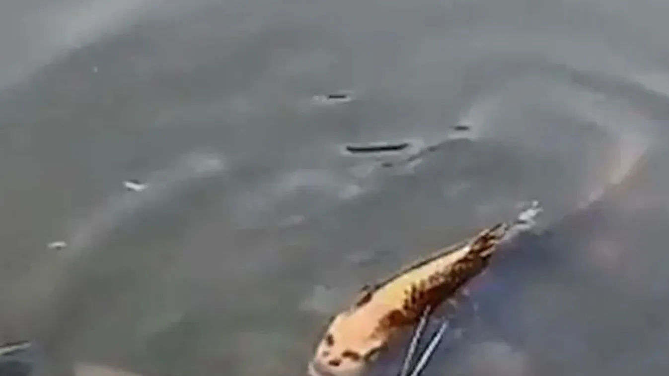 Rettenet, emberarcú hal keltett pánikot Kínában