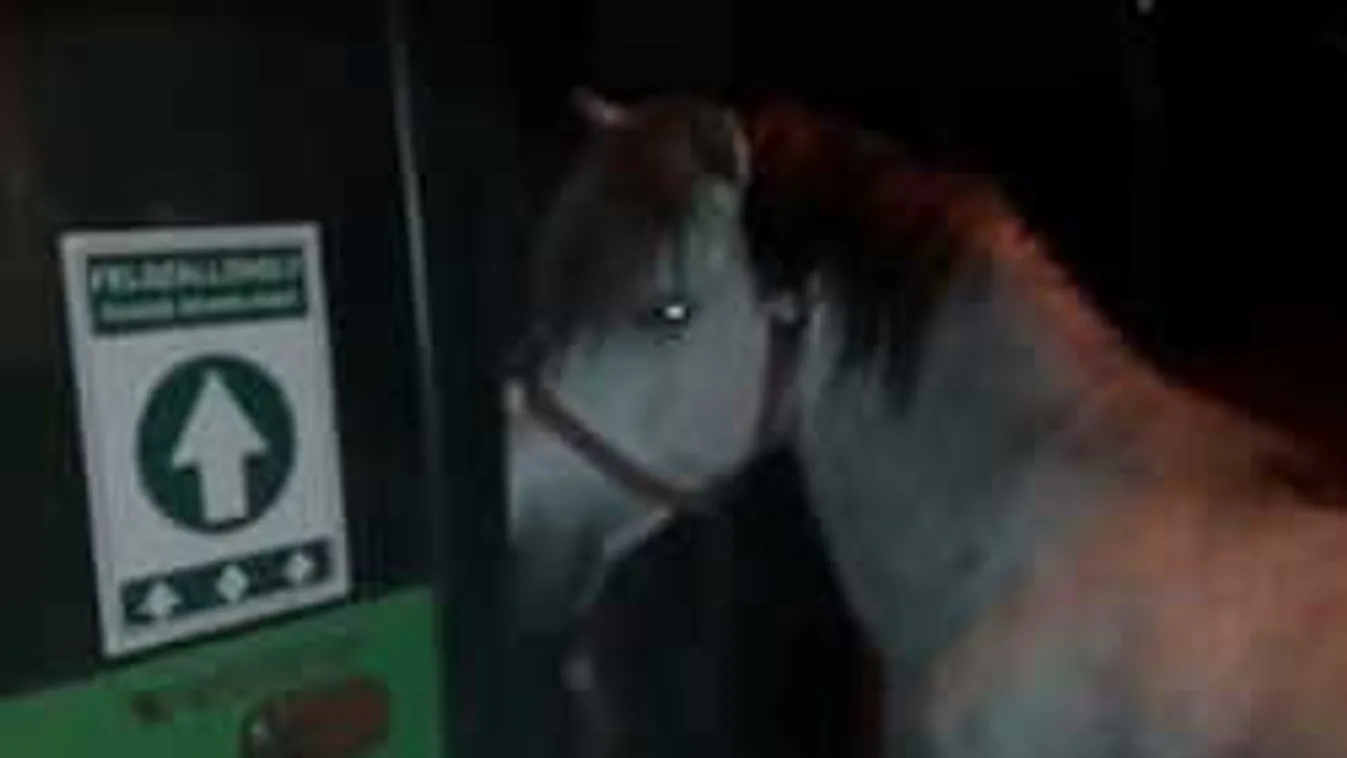 Nem hiszed el, milyen állat szállt fel a buszra Pécsen