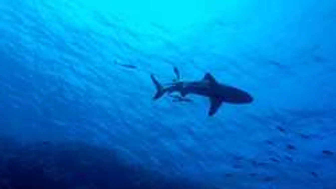 Megdöbbentő videó: mélytengeri óriáshal egyben lenyel egy cápát