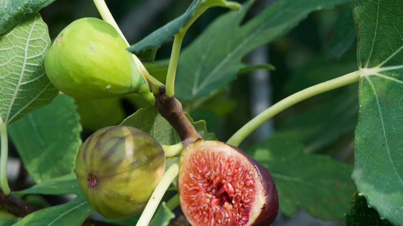 Így tegyük el könnyen a fügét télire