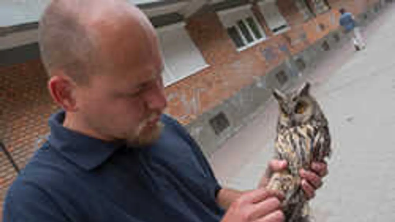 Most te is jelentkezhetsz bagolyszámlálónak