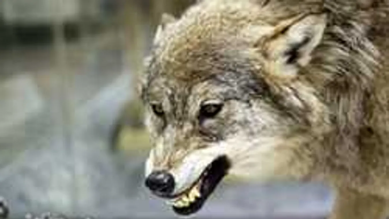 Újra felbukkantak a farkasok a Börzsönyben