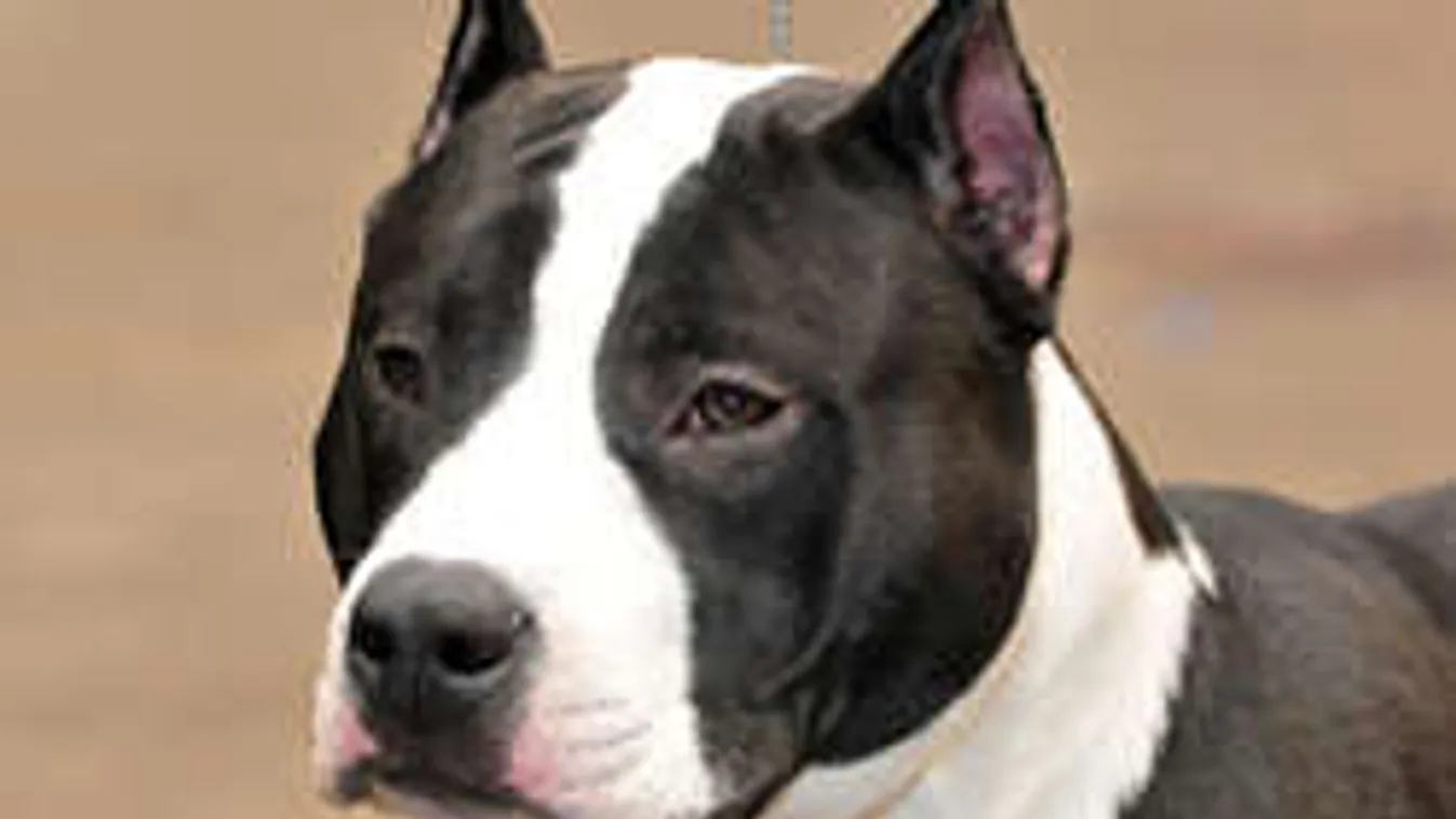 A saját kertjében tépték szét a nénit