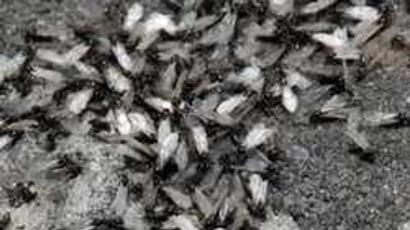 Támadnak a szárnyas hangyák, mutatjuk a tuti ellenszert!