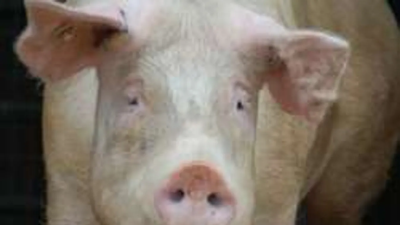 Szombathely jegyzője dönthet a szökevény koca sorsáról