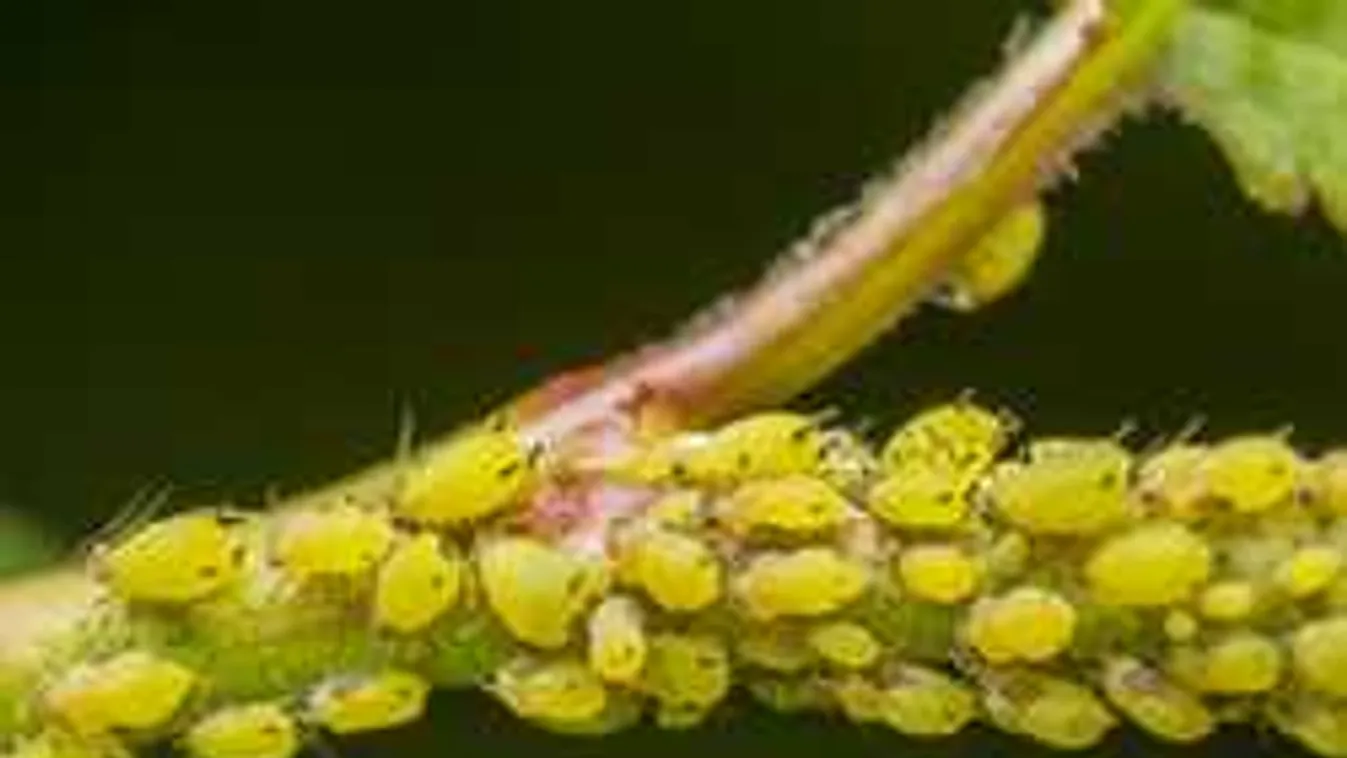 Így védd meg a növényeidet a nyári kártevők ellen