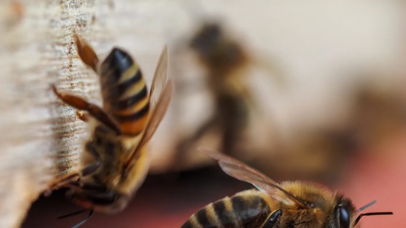 Bees on the farm of the State Chancellery