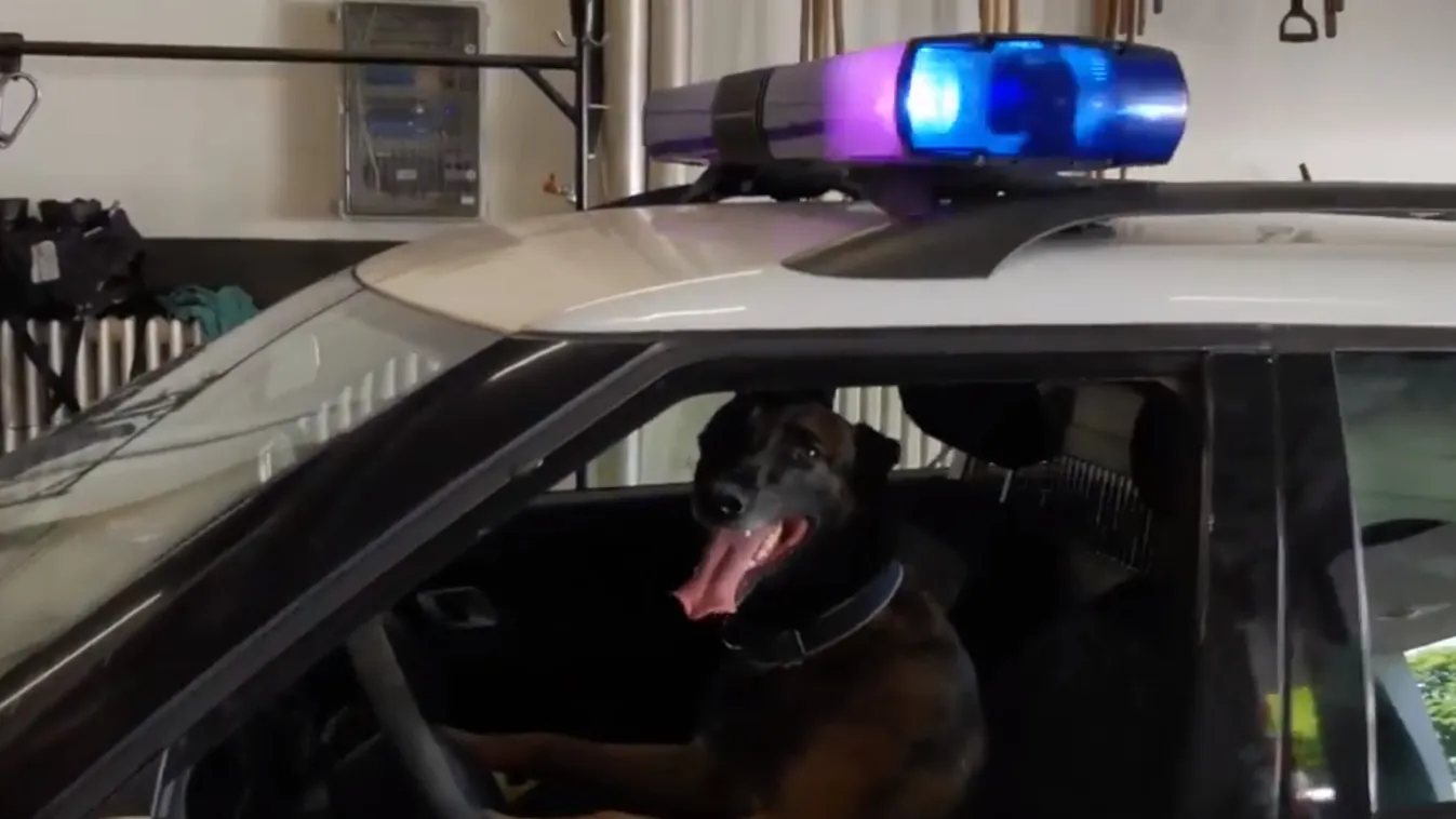 Cukiságbomba: így dolgozik Karma, a katasztrófavédelem munkatársa – videó