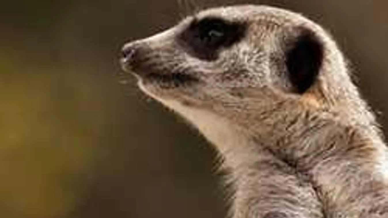 Fejlemény a kecskeméti szurikáta-botrányban: ezt mondta az apa