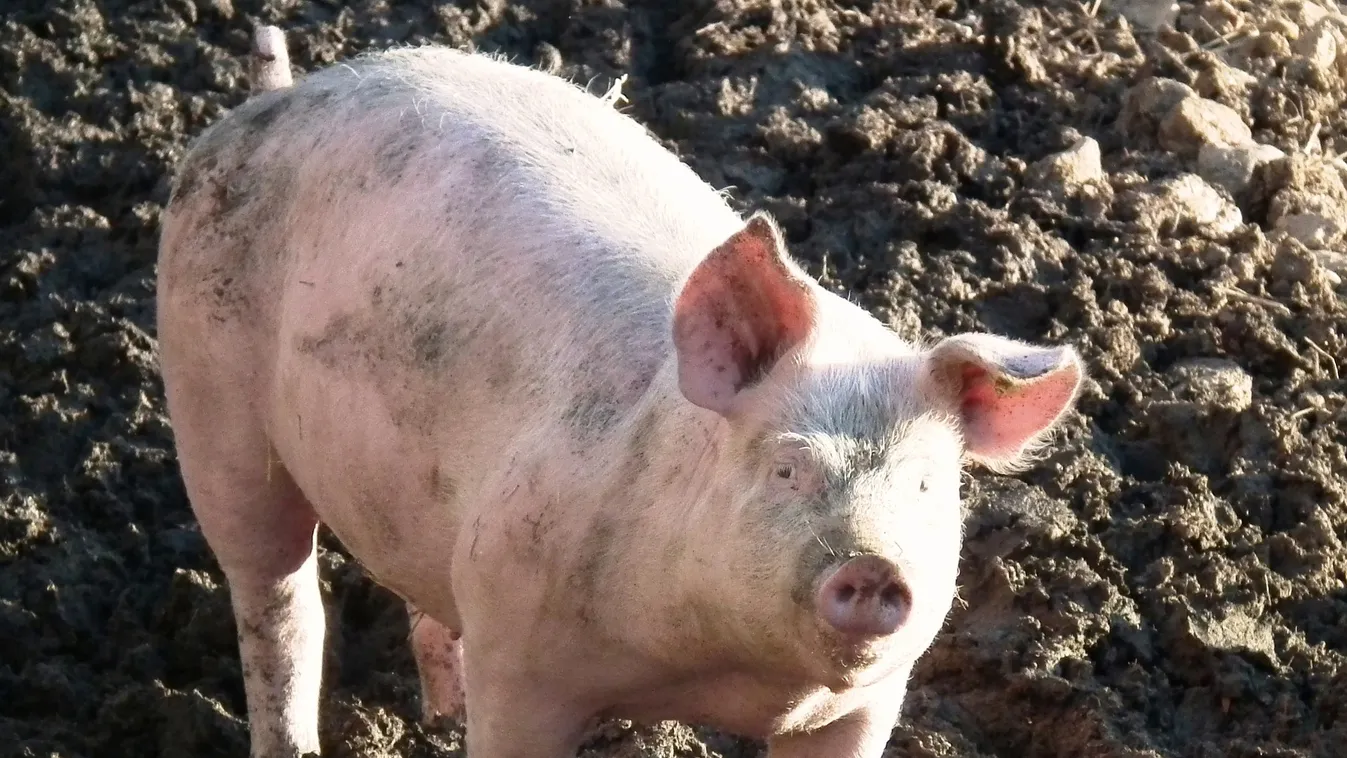 Óriási a káosz: sertésszállító kamion borult fel Böhönyén