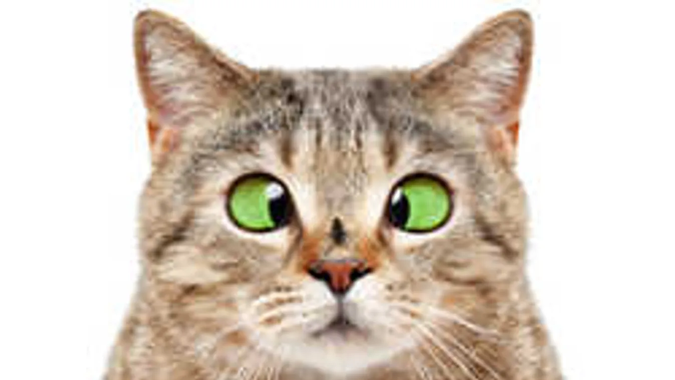 A legjobb és legolcsóbb módszer a hamarosan támadó legyek ellen