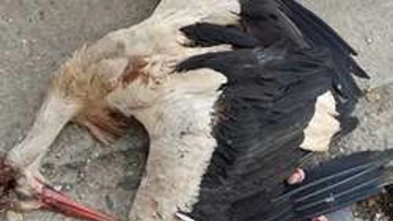 Ezrek vadásszák a brutálisan megkínzott gólya gyilkosát!