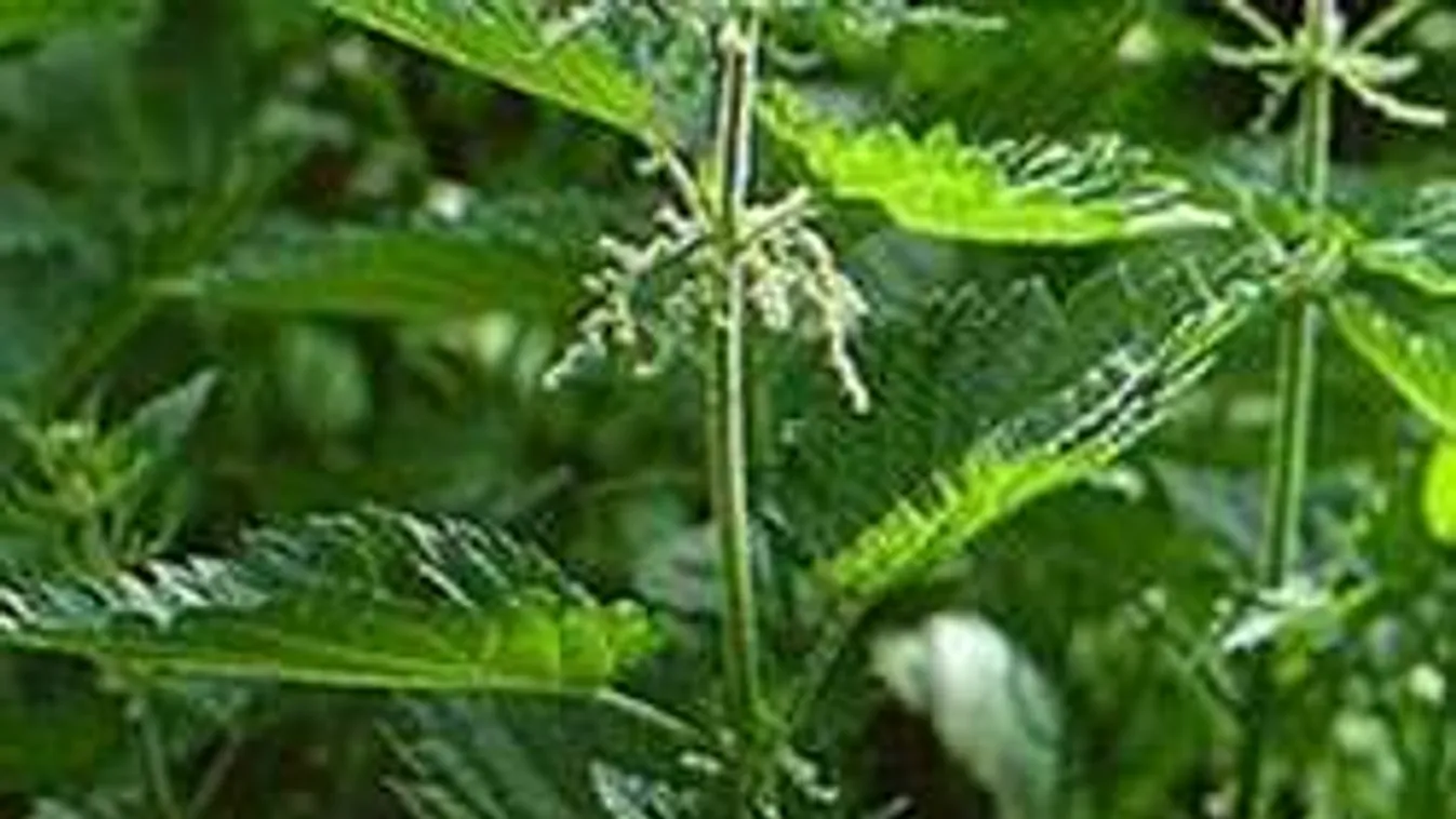 Hihetetlen, mennyi mindenre jó a csalán!