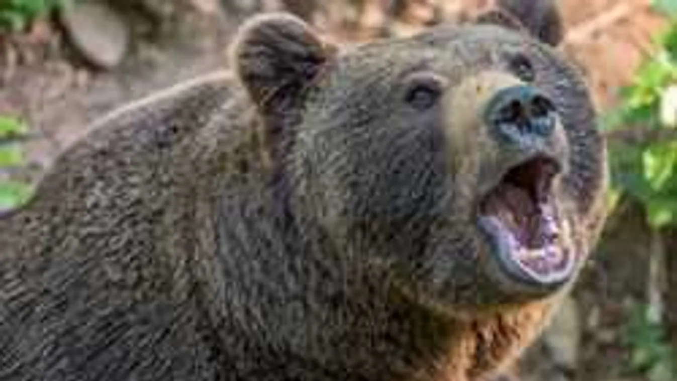 Három medve széttépett egy juhnyájat