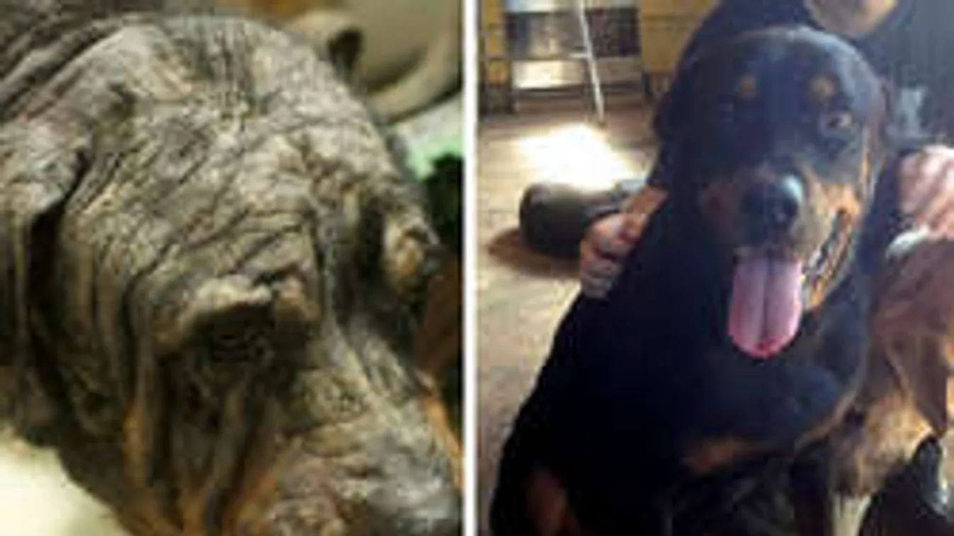 A halál torkából mentették meg a kutyát