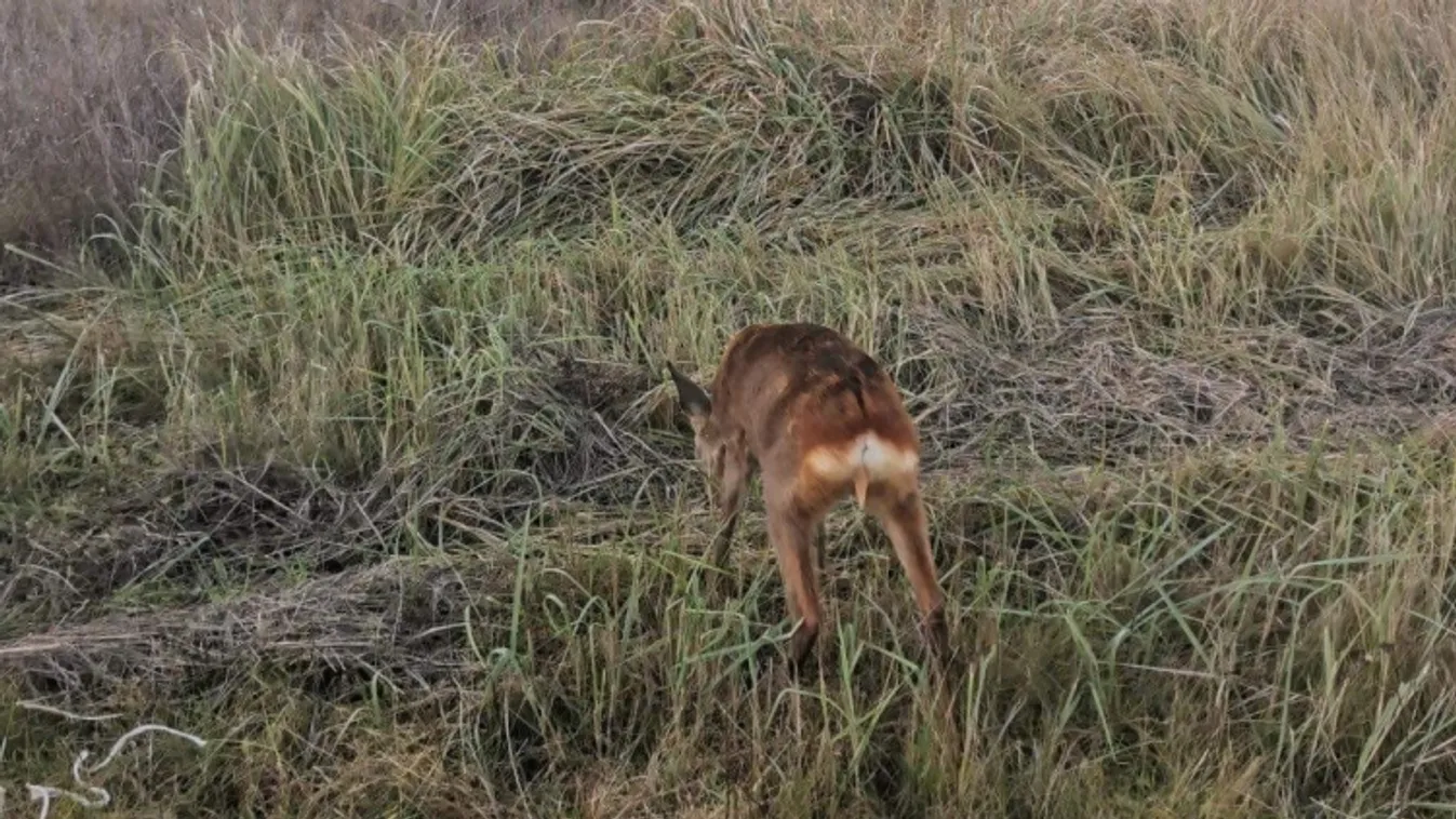 Szívmelengető: megmentették az őzikét az árvíztől Tiszaszederkénynél – fotók