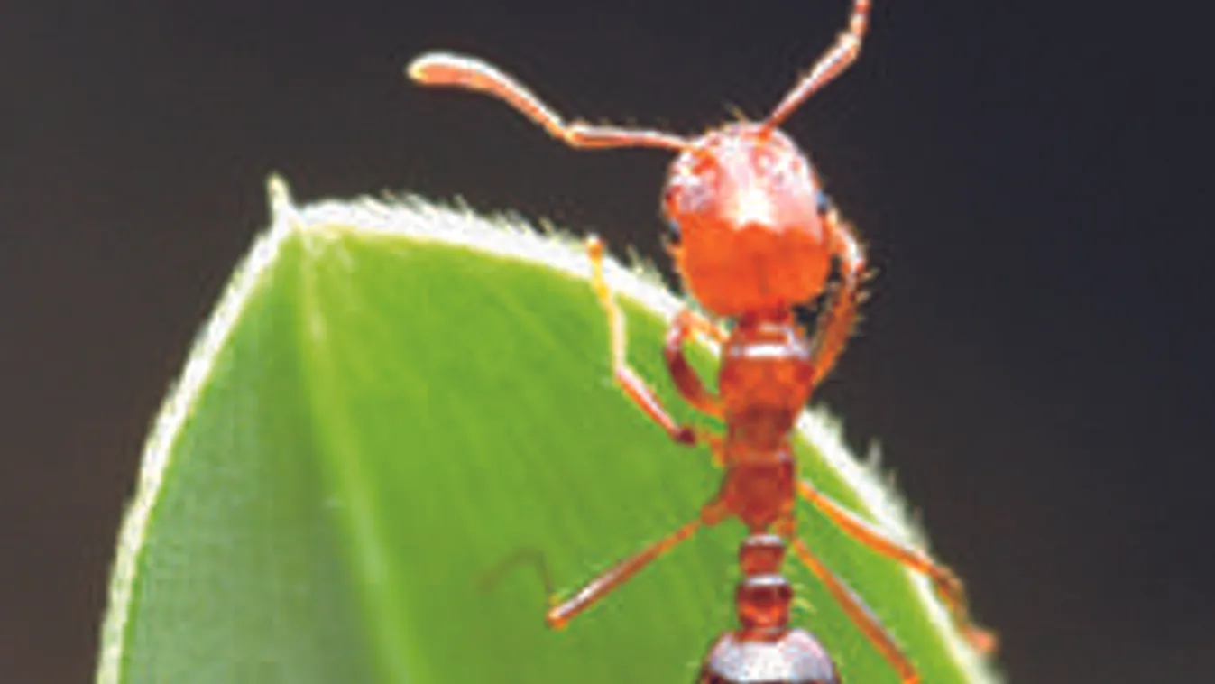 Eszelős fogadás: Tűzhangyák a nadrágban. Tilos kipróbálni!