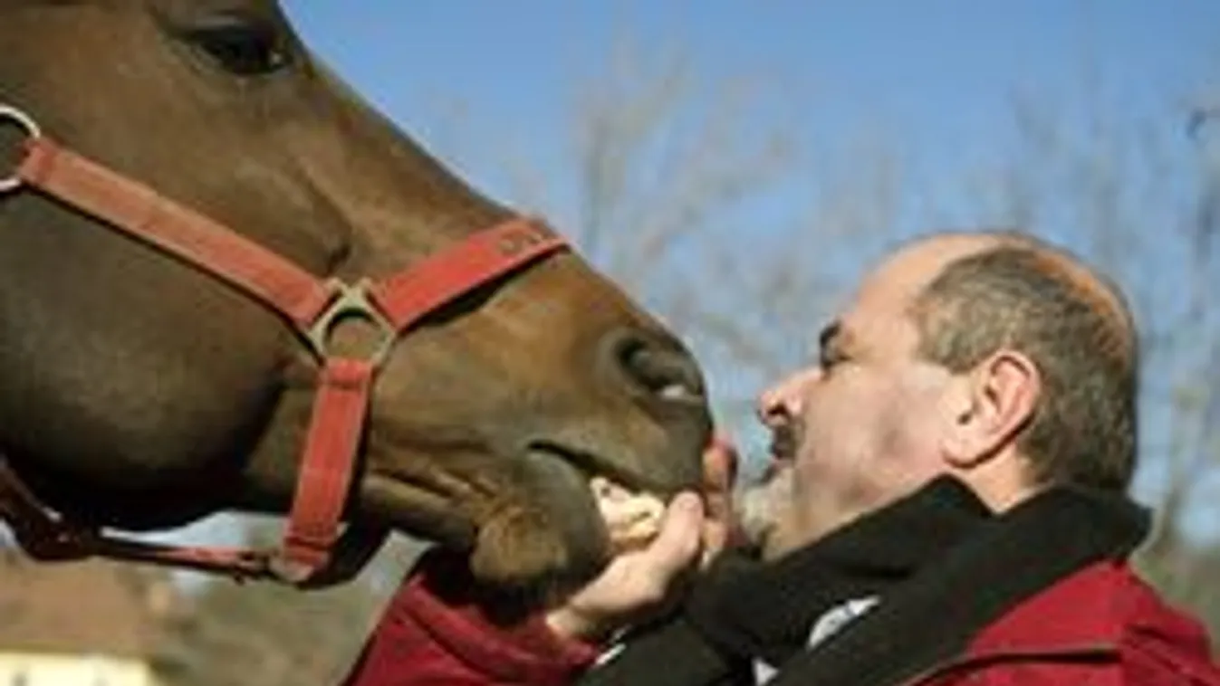 Overdose gazdája összeomlott, bilincsben mehet lova temetésére