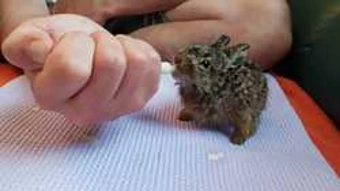 Ez lett a talált kis nyuszik sorsa