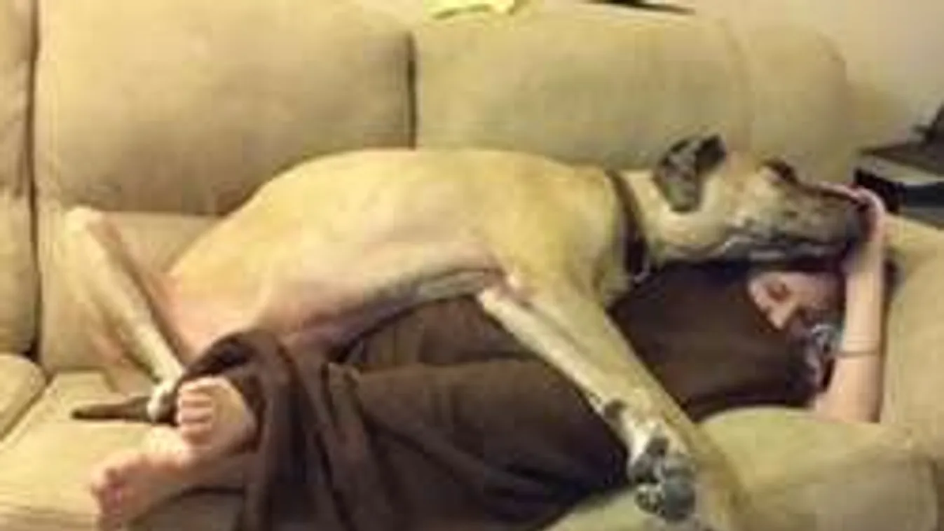 Nyomorult magyar kutyák ezreit csempészik külföldre. Leleplező videó!