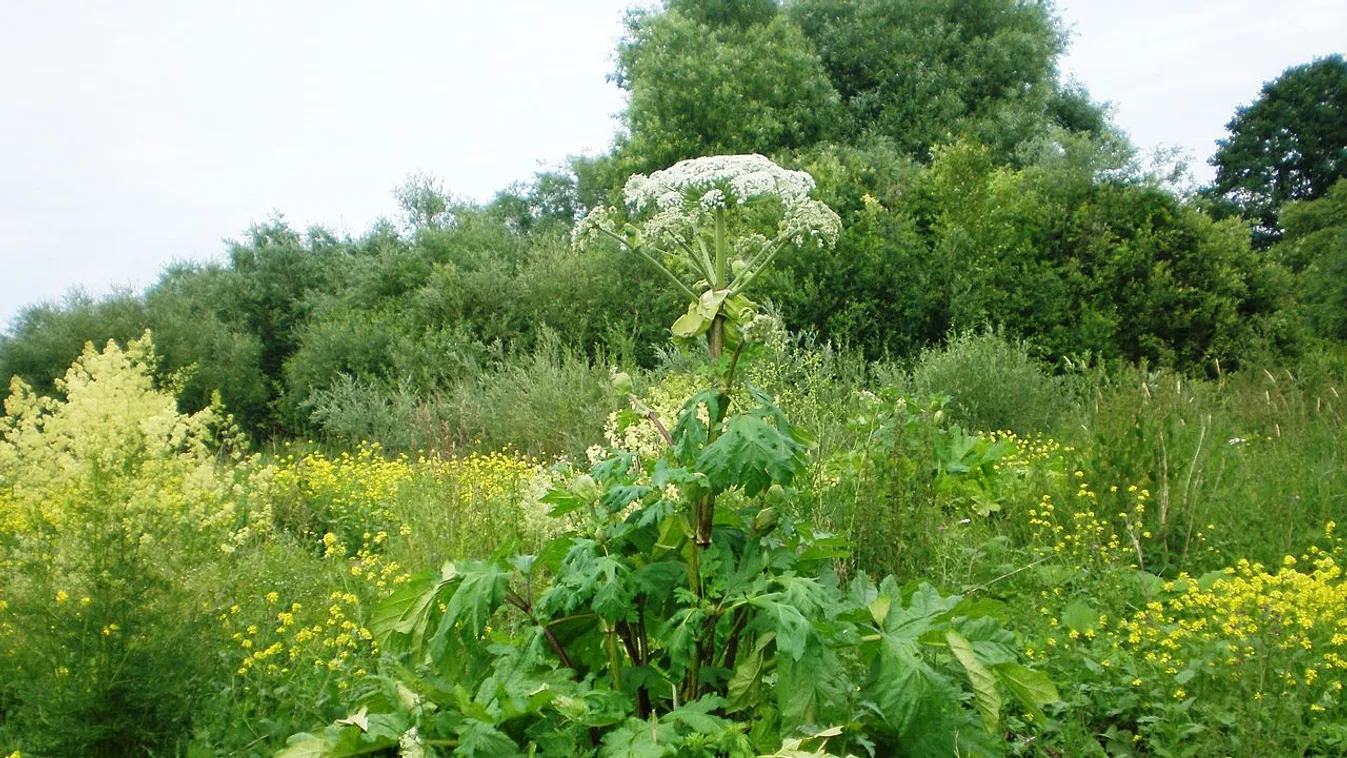 Nagyon vigyázni kell a medvetalppal
