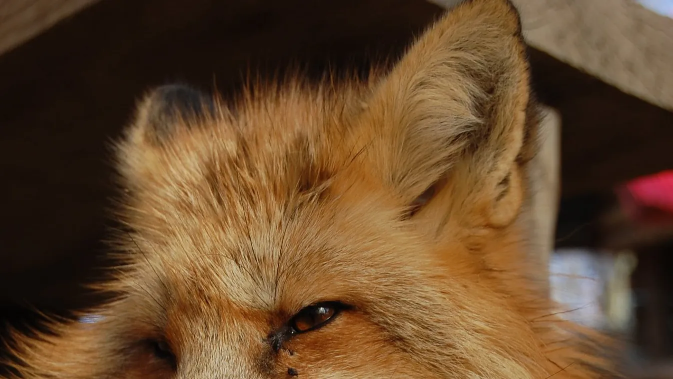 Elolvad a szíved, ha meglátod a kisrókával barátkozó bulldogot