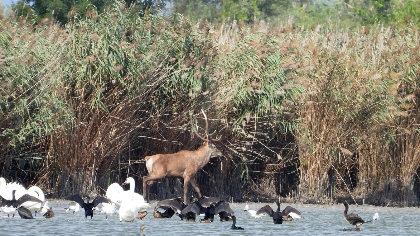 Óriási a baj a budapestiek kedvenc kirándulóhelyénél, de mi a megoldás?