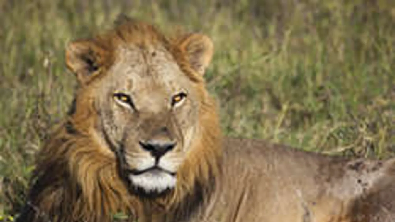 Gyerekek előtt marcangolta szét az oroszlán az idomárt