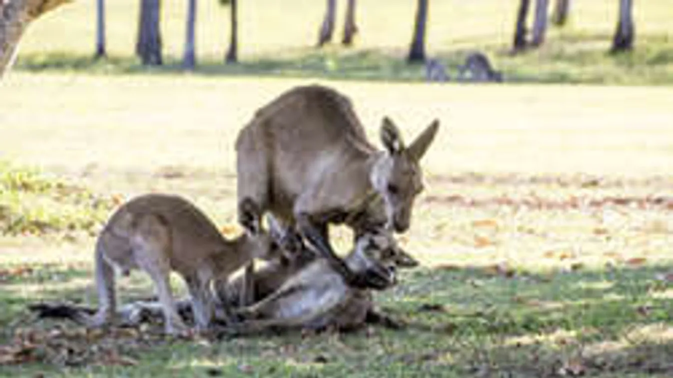 Az utolsó erejével kölykéért nyúló kengurumamánál nem lát meghatóbbat!