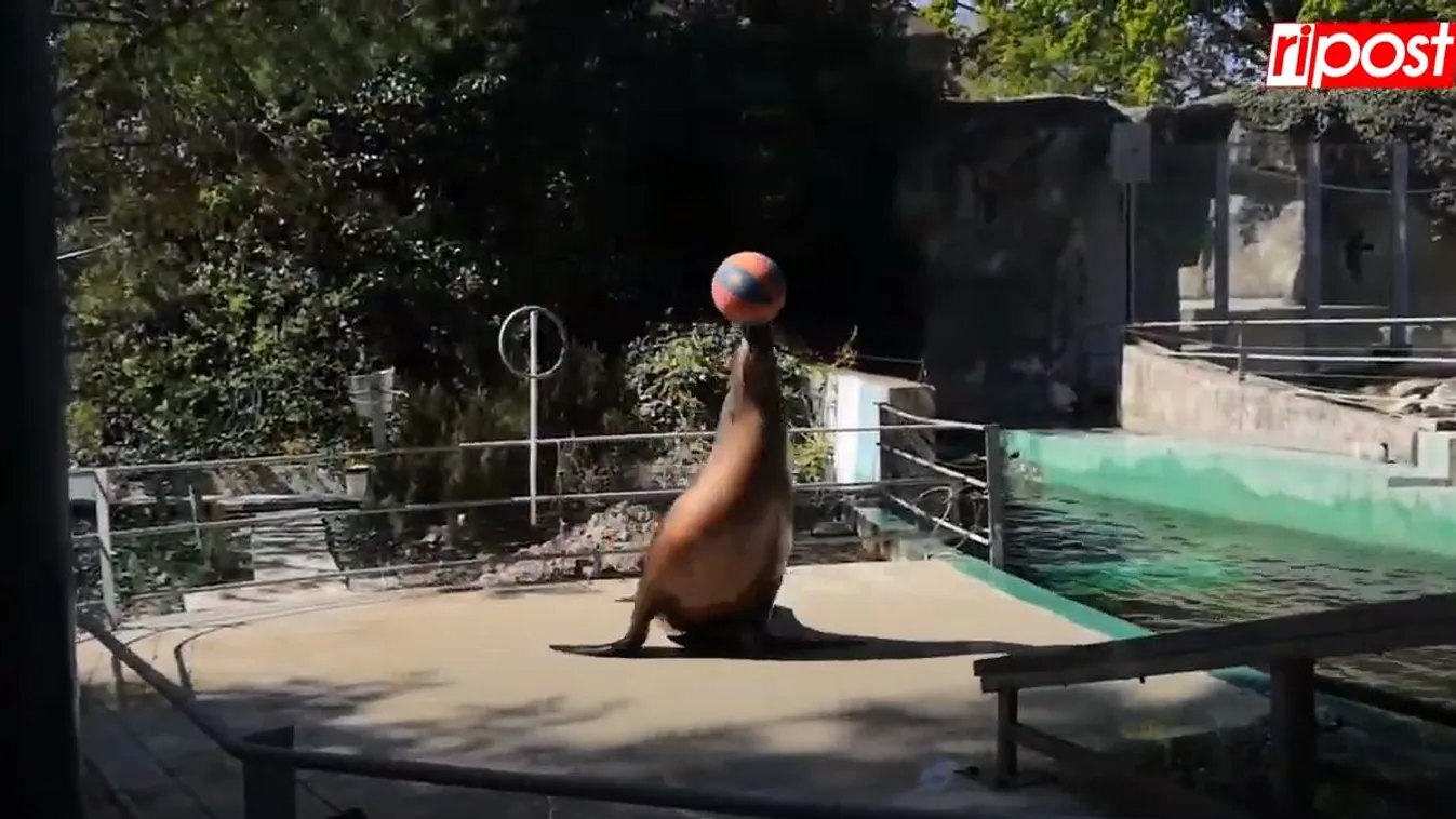 Megható videó: így ölelkezik a kiürült budapesti állatkertben a fóka és gondozója