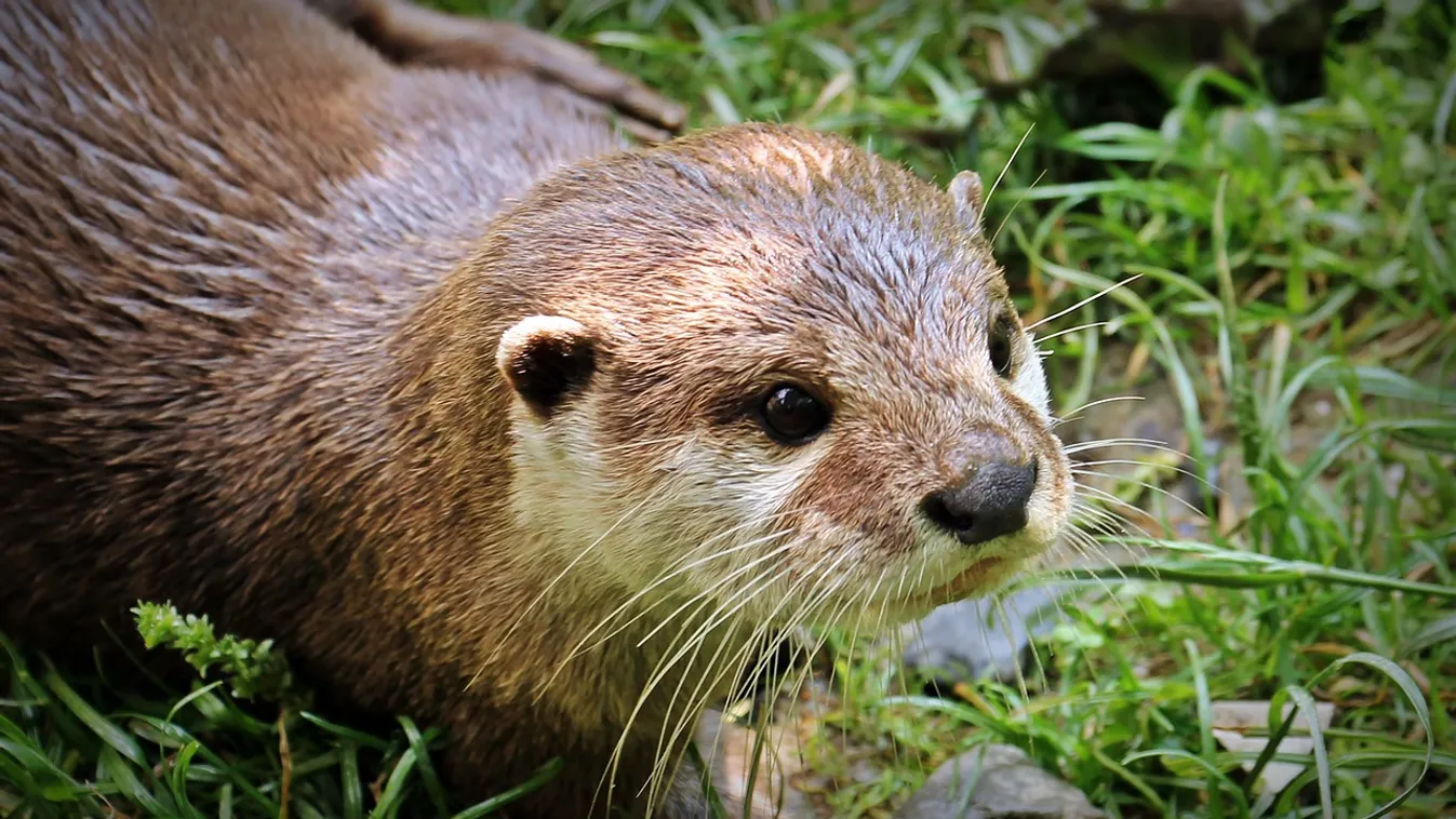 Korábban félt a víztől a szegedi vadaspark vidrája – de most... -videó