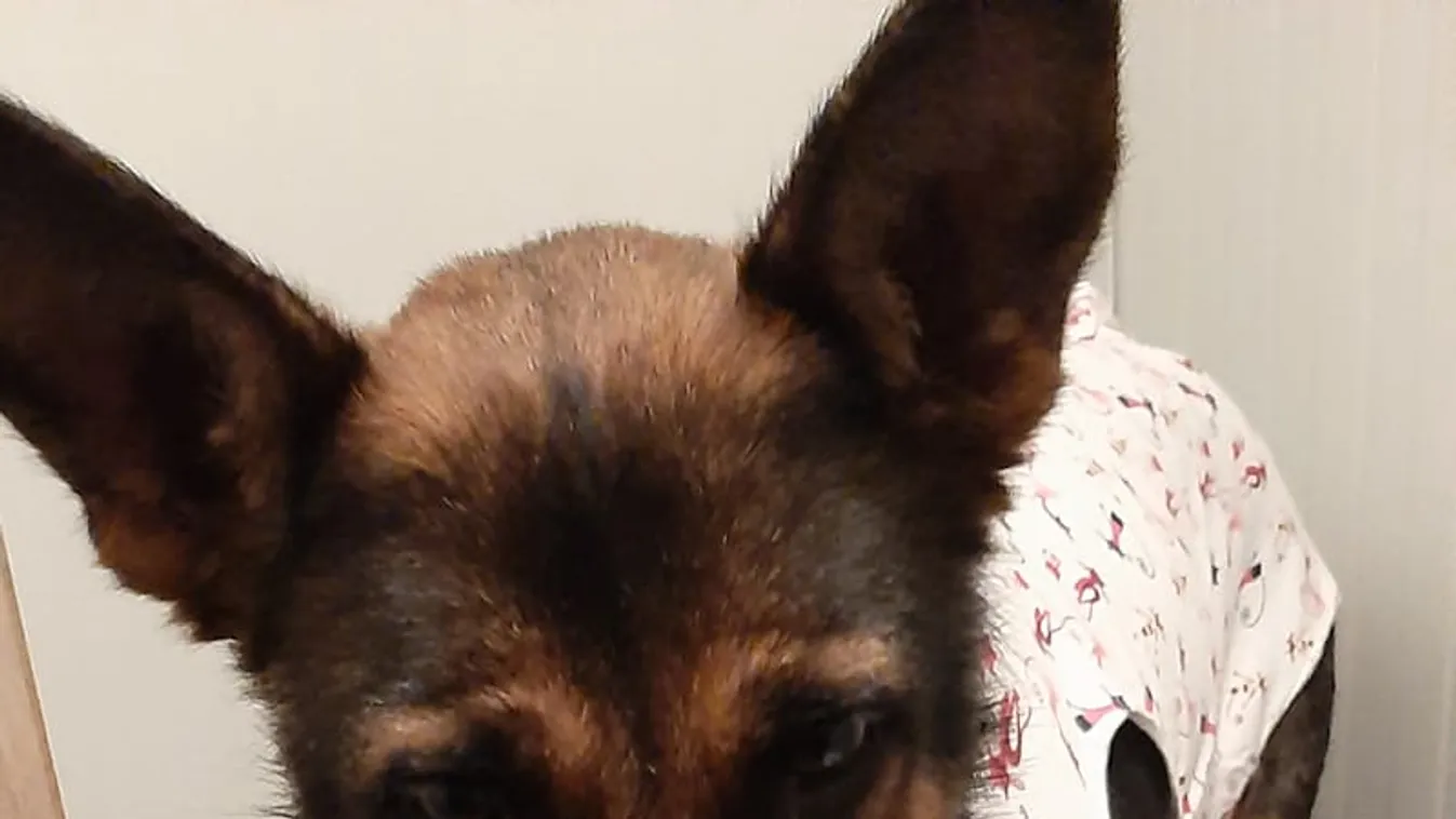 Nagy öröm: újjászületett a felakasztott gödöllői kutya