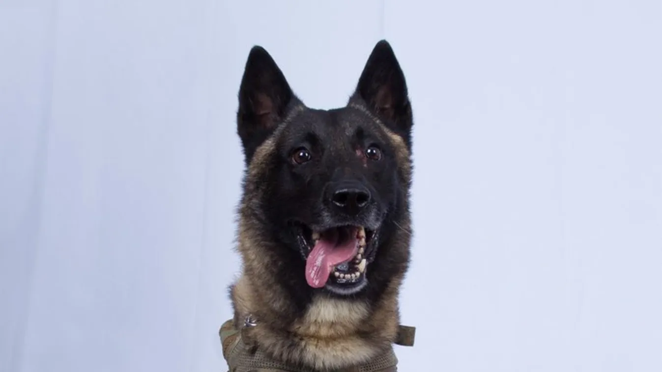 Ezt a sérült kutyust ünnepli most az egész világ