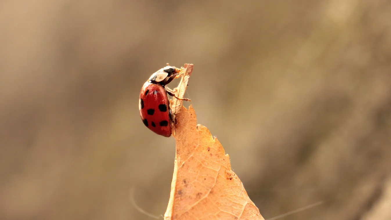 Még mindig tovább melegszik az idő, nyáriasan indul a hét