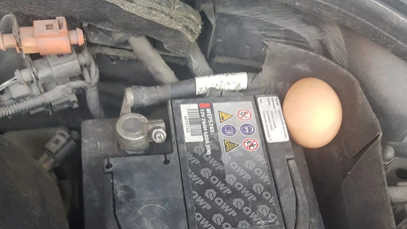 Őrület, mit talált a motorházban egy fiatal nő Szentendrén