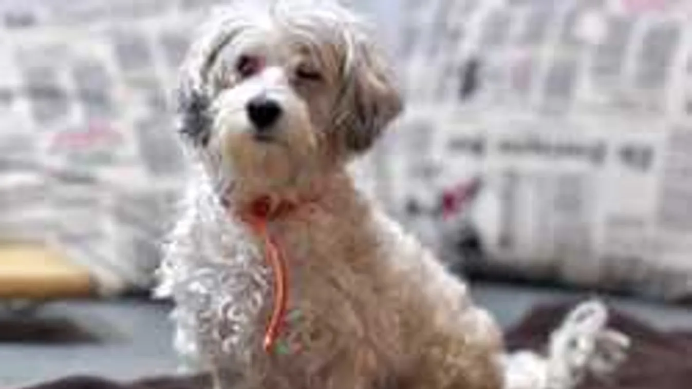 Hetekig őrizte halott gazdáját a hű újpesti kutya