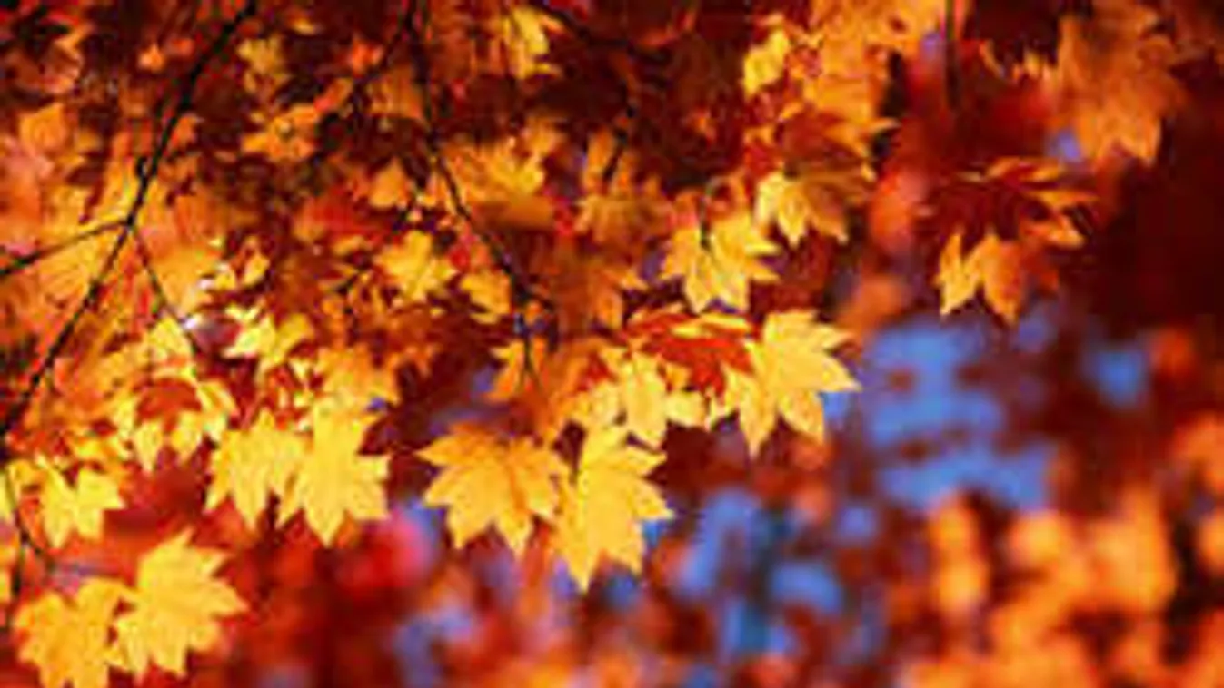A meteorológusok is megdöbbentek, hogy milyen őszi időjárás vár ránk