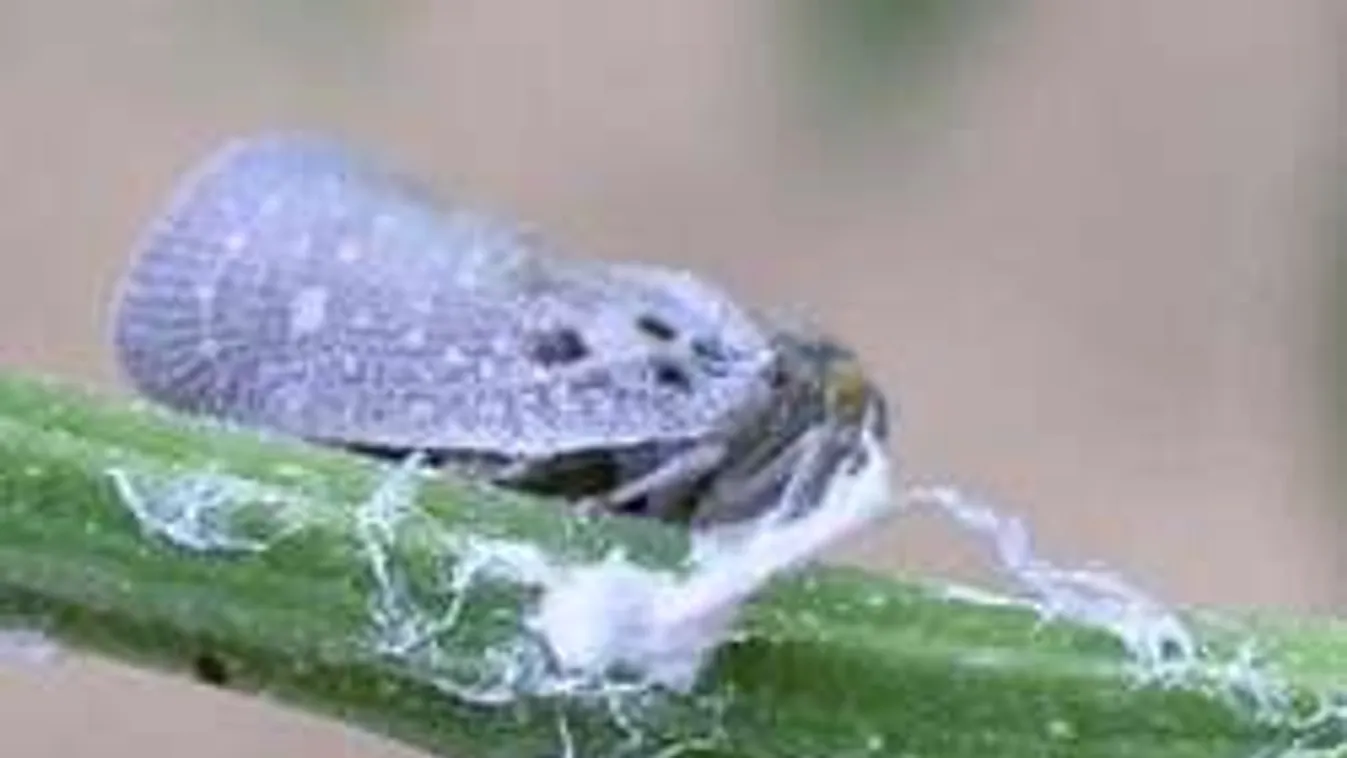 Készülj fel: durva poloska- és molylepke-invázió jön!