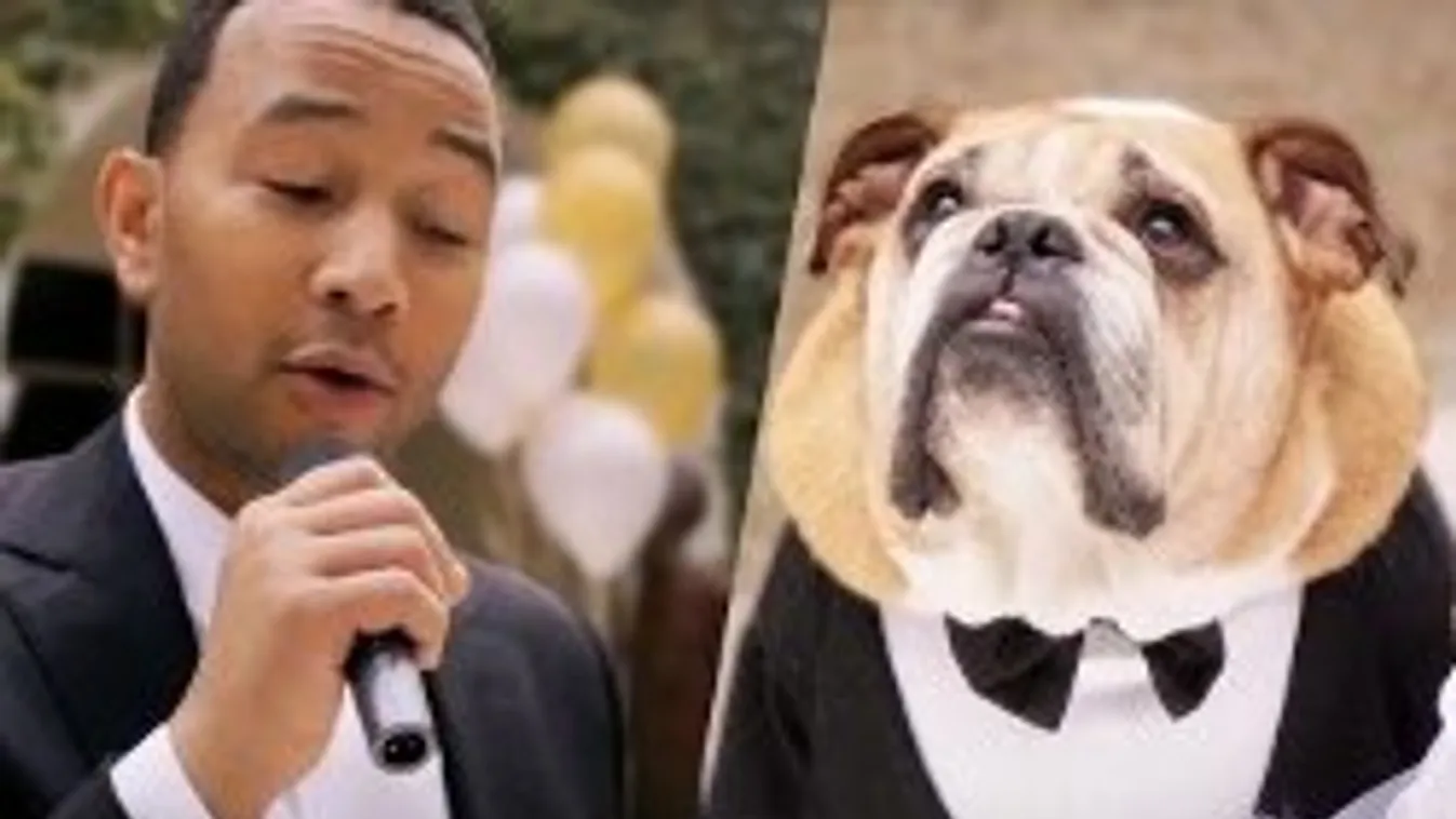 A legmeghatóbb kutyaesküvő, amit valaha láttál
