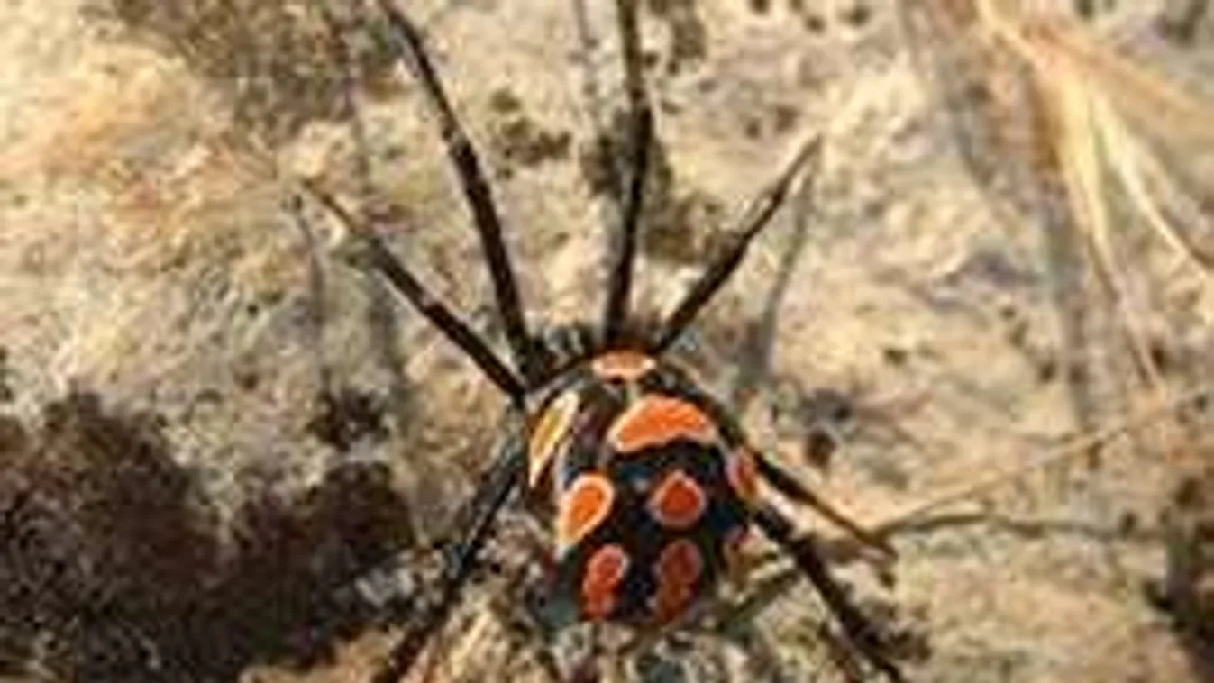 Pedofil pókok - mindent a túlélésért!