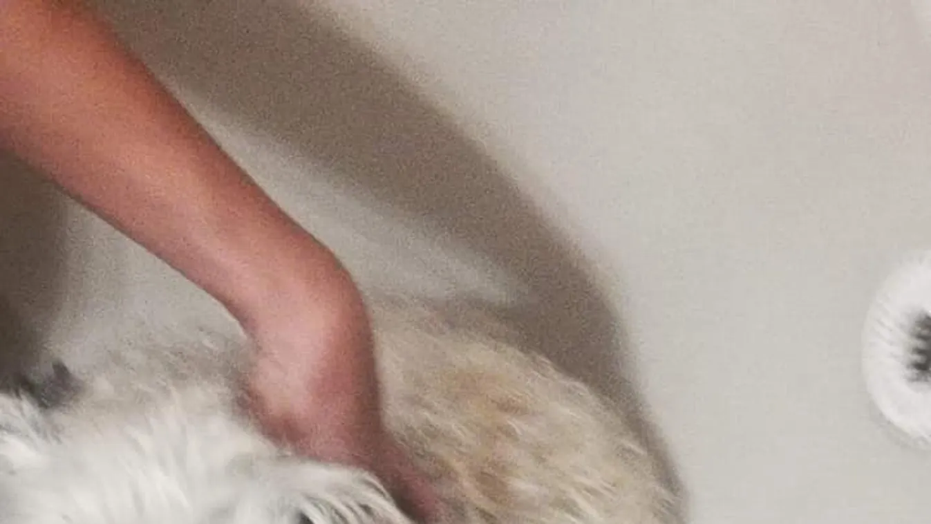 Szorult helyzetbe került a gazdi szeme láttára a kutya – veled is megtörténhet