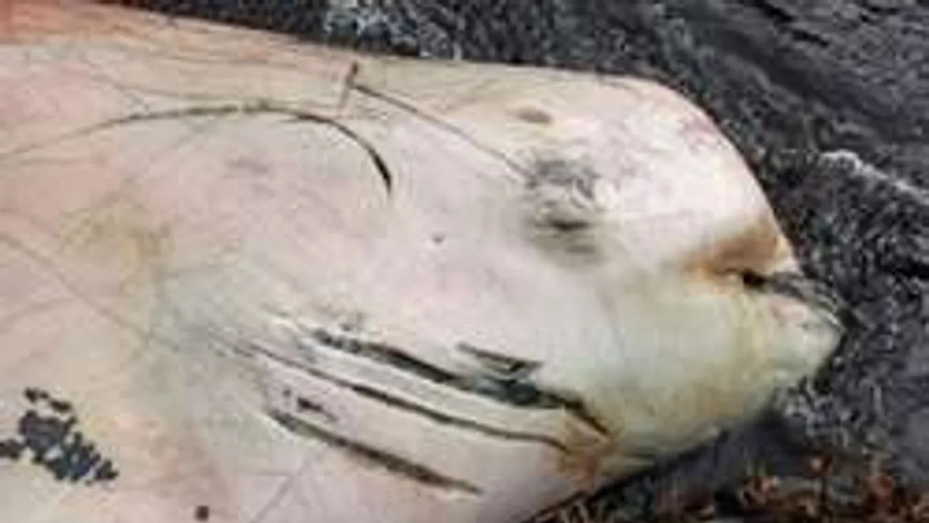 Misztikus óriás sokkolta a tudósokat