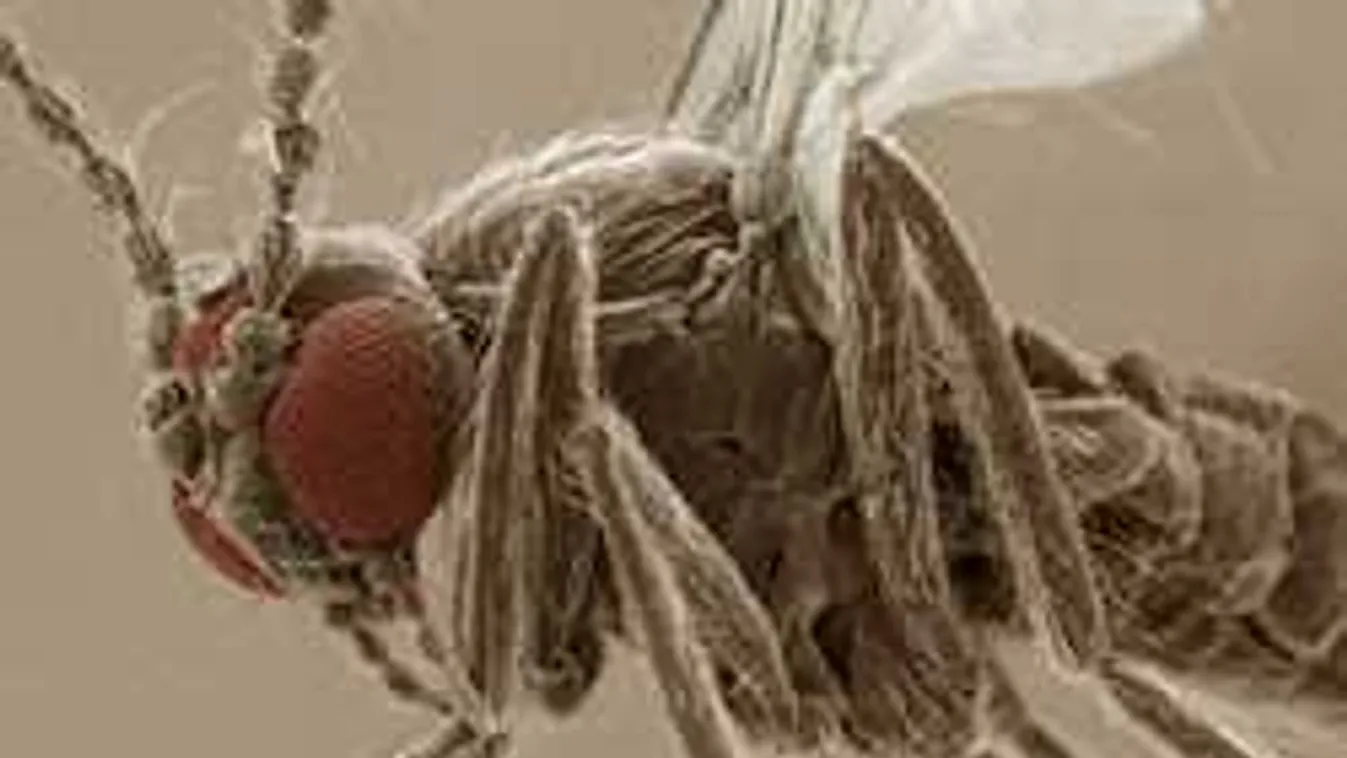 Ilyen bizarr a hím ivarú muslicák orgazmusa, eszméletlen tudományos felfedezés