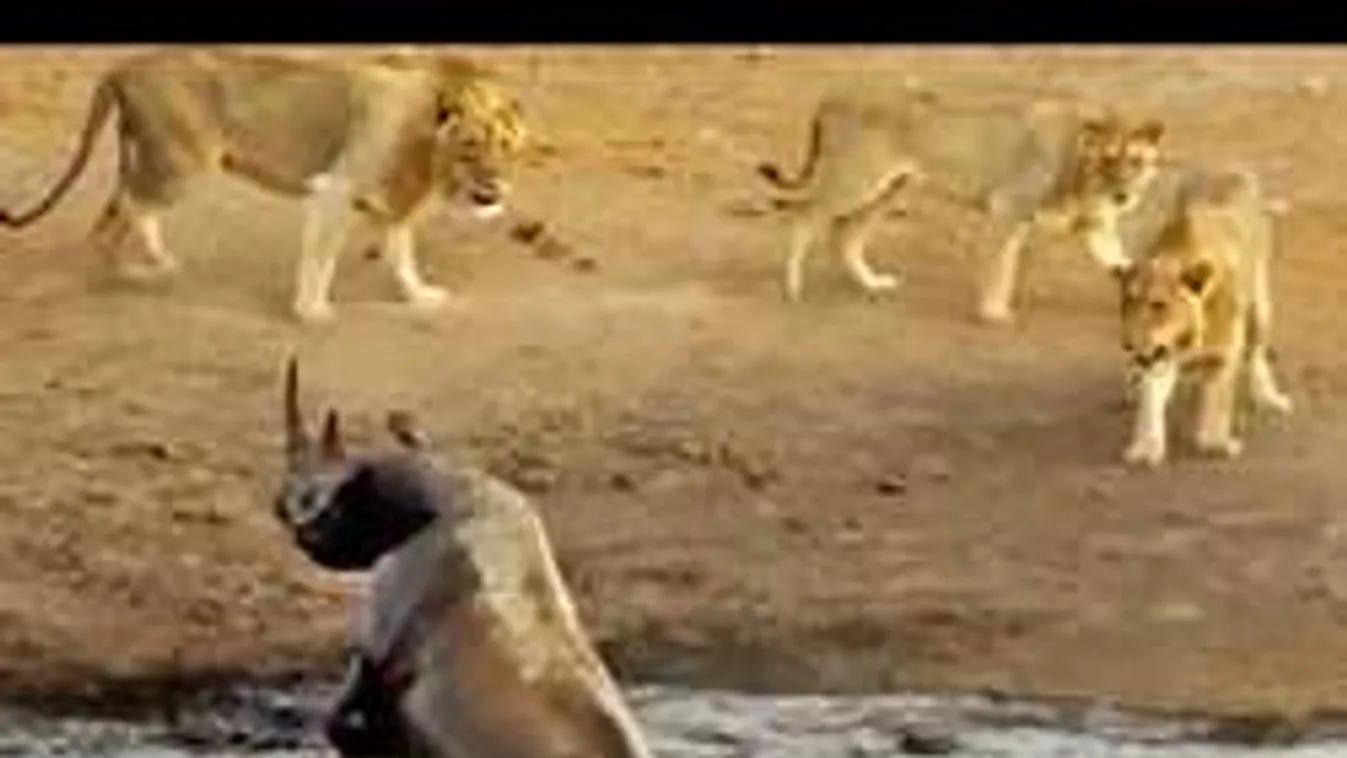 Három oroszlán támadt a csapdába esett orrszarvúra