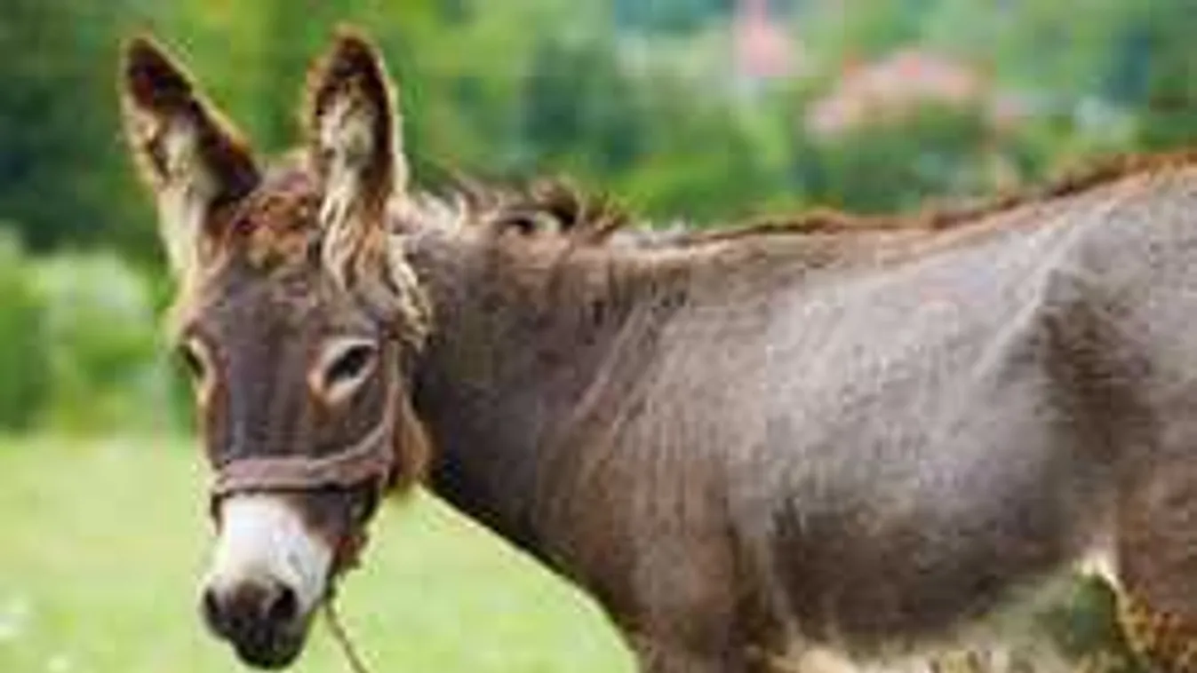Ilyet se látunk minden nap! Ezt tette az állatkert egy szamárral
